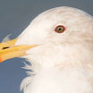 Glaucous-winged Gull
